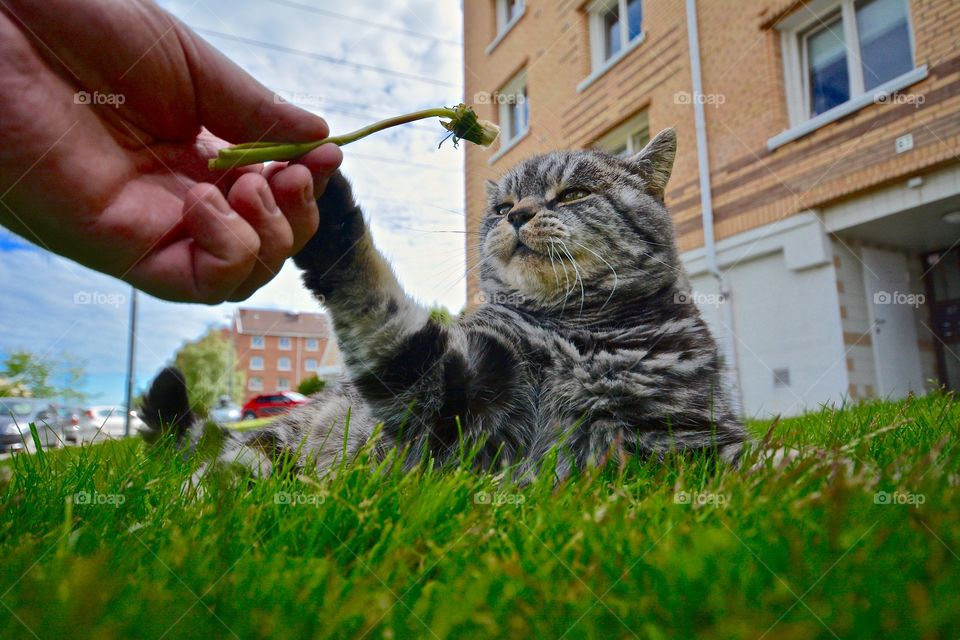 Wake up and smell the flowers. Purrfect feline love 