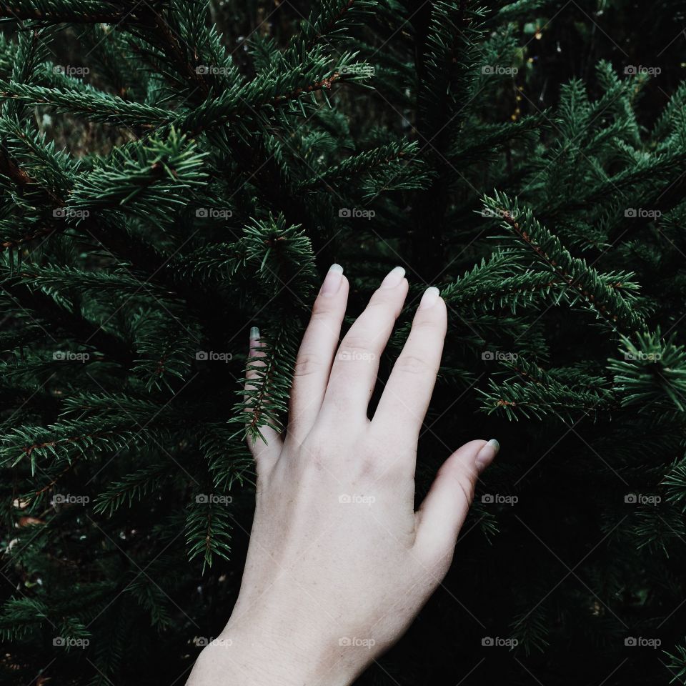 Hand touch fir-tree