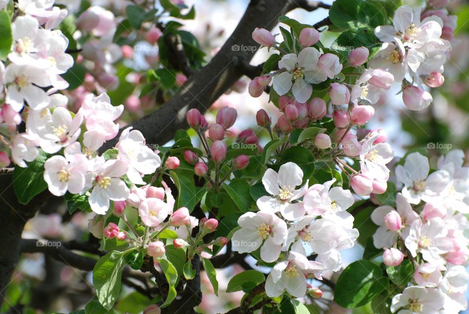 Close-up of apple blossoms