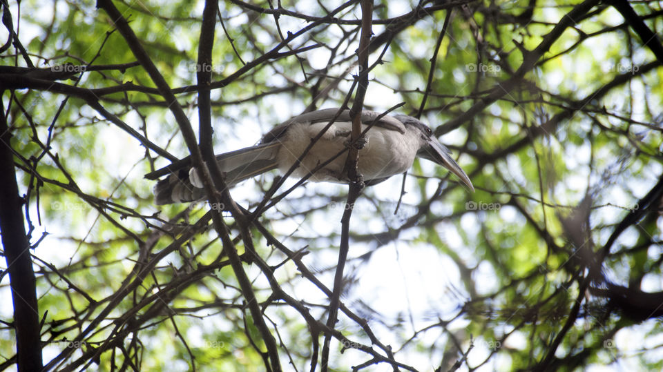Comman Grey Hornbill, always up to cute antics and always there.