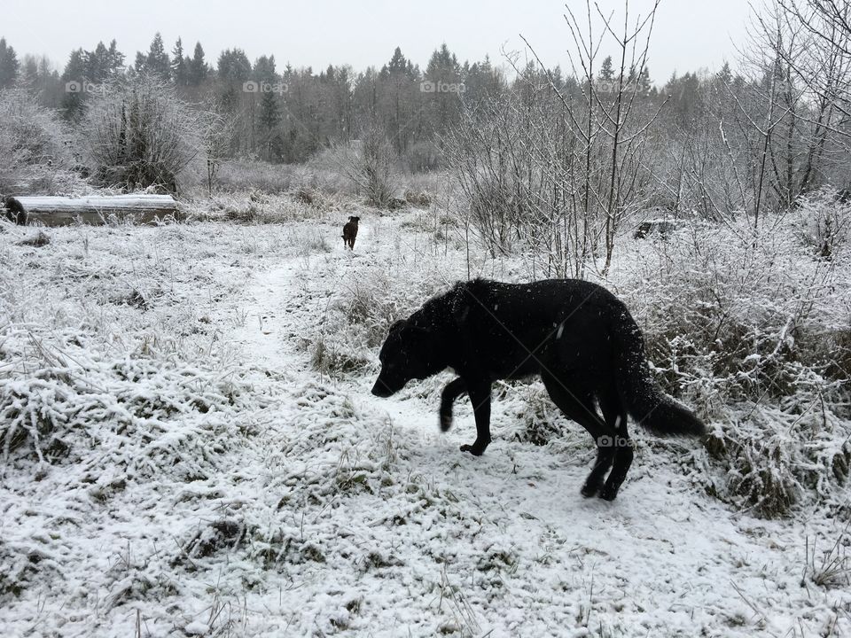 Two dogs explore the falling snow in the Pacific Northwest winter forest 
