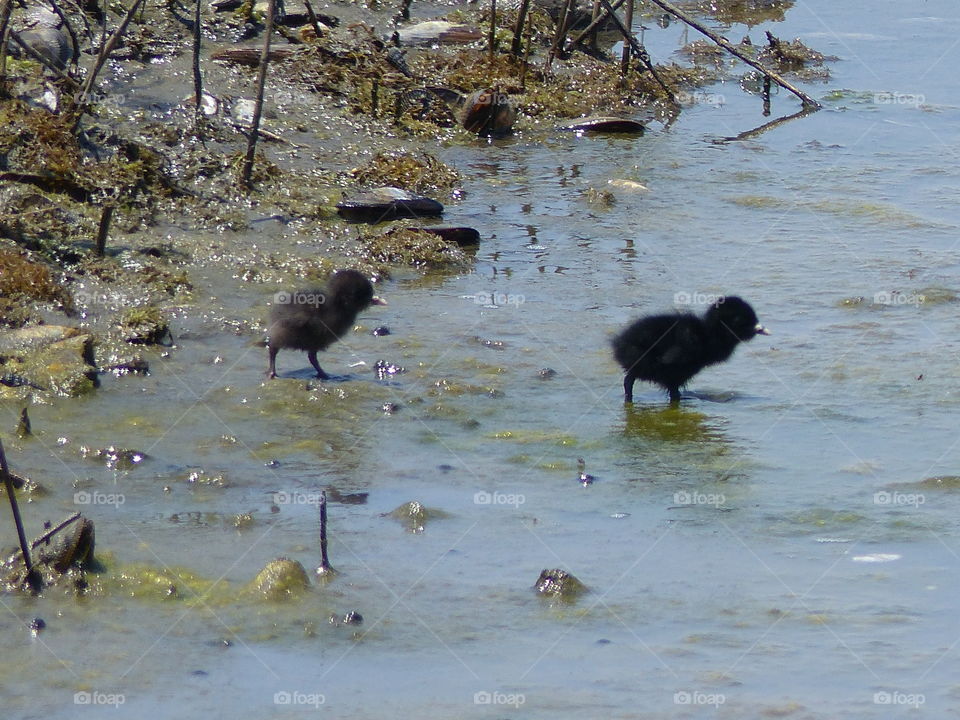 Two baby clapper rails