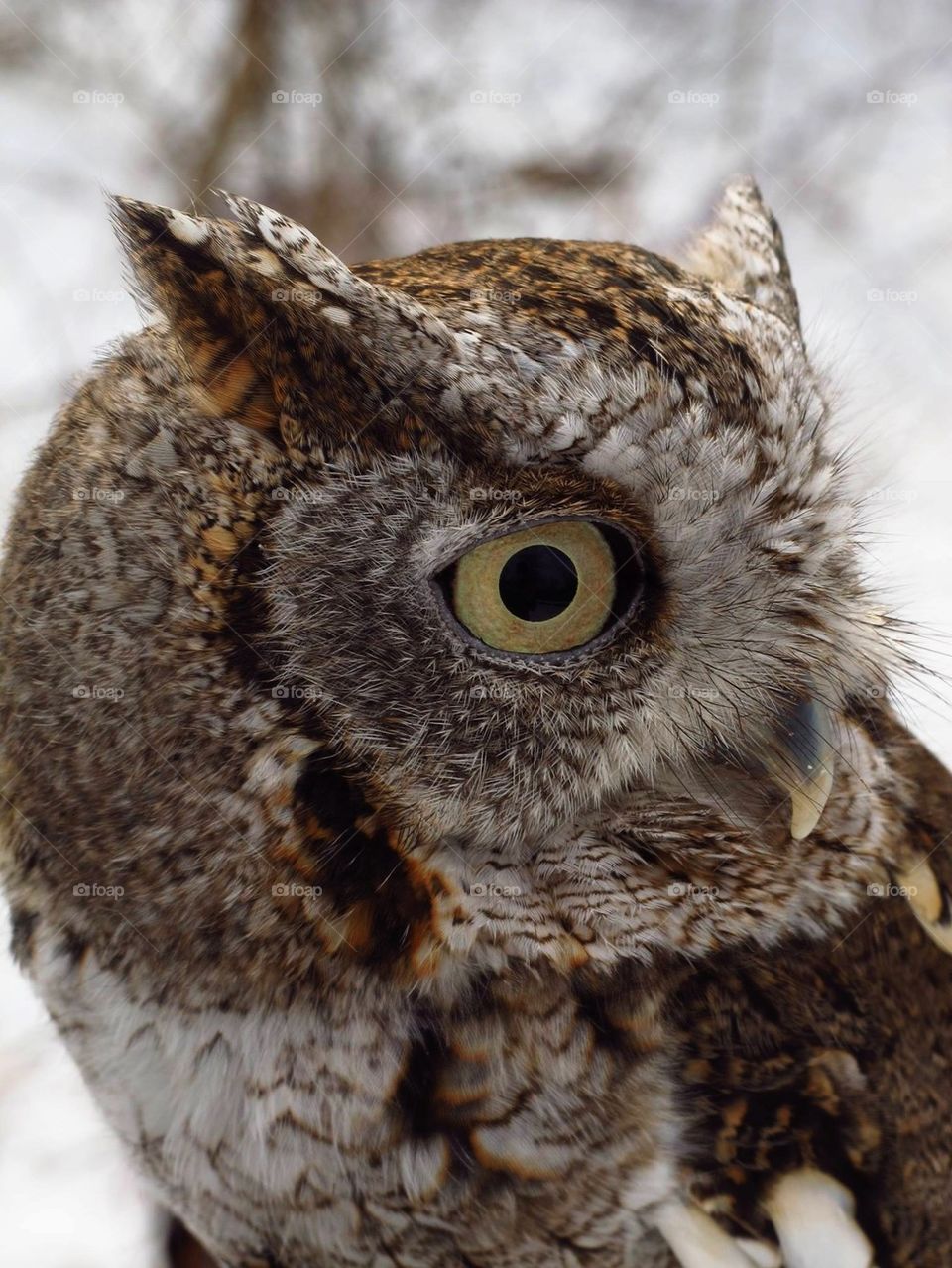 A Beautiful Screech Owl