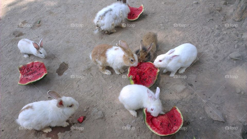 rabbit with watermelon