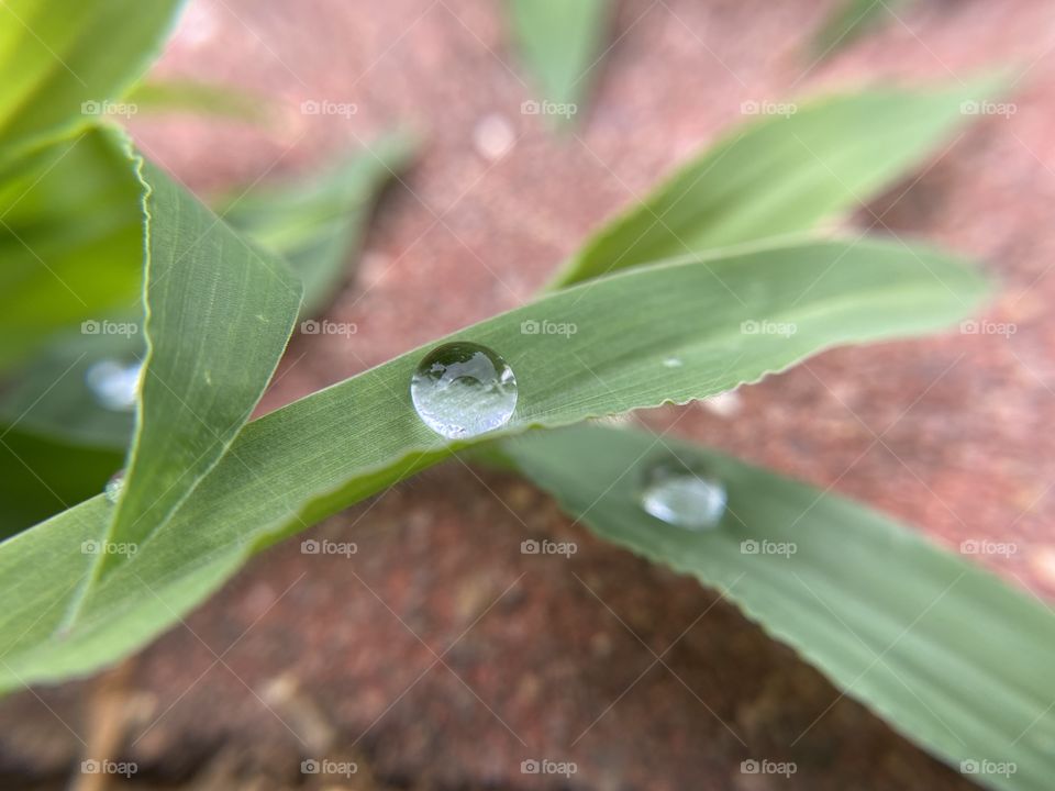 A drop of water on a leaf 