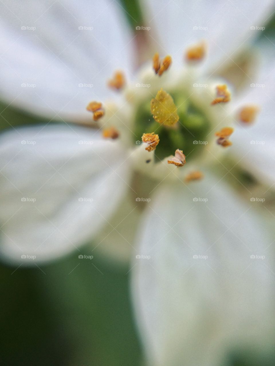 Extreme close-up of white flower