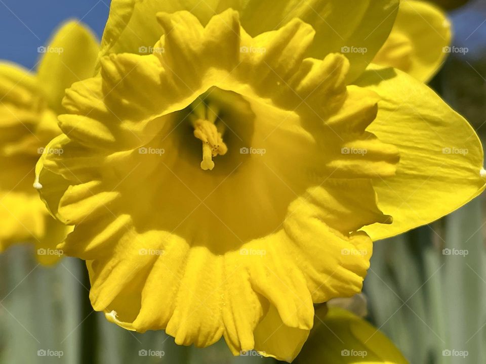 Yellow daffodil calyx close up, spring flowers, yellow color 