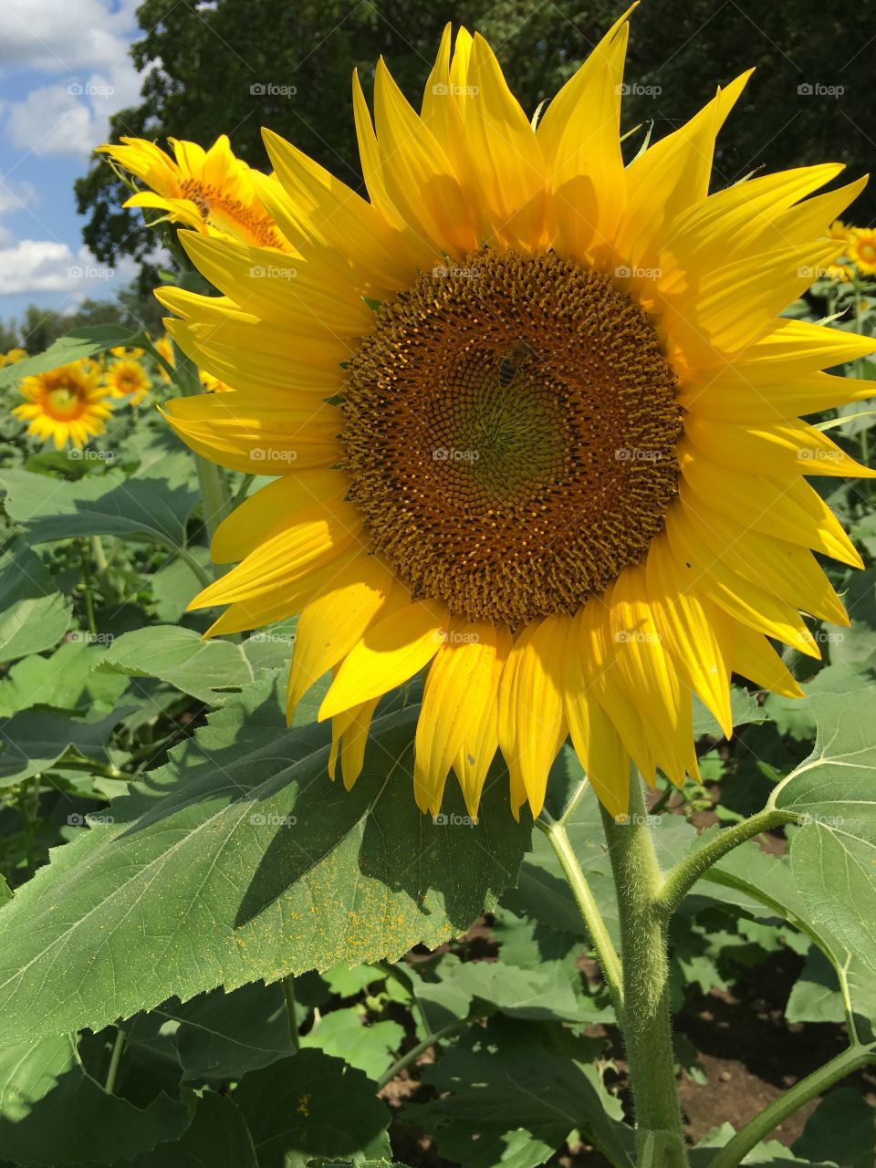 Up close with a sunflower