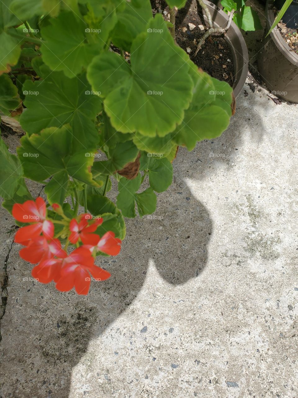 exotic orange/white geranium