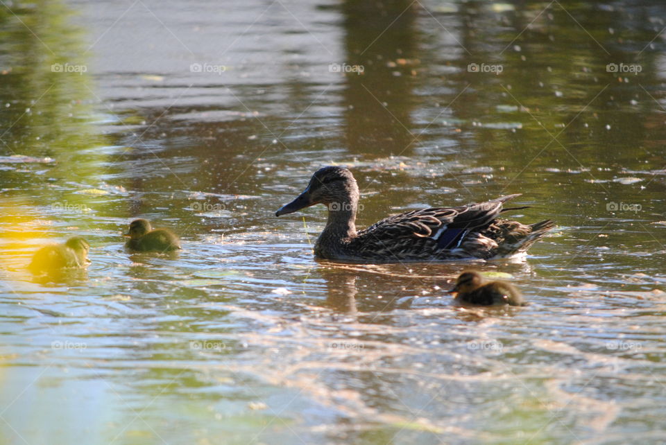 mallard