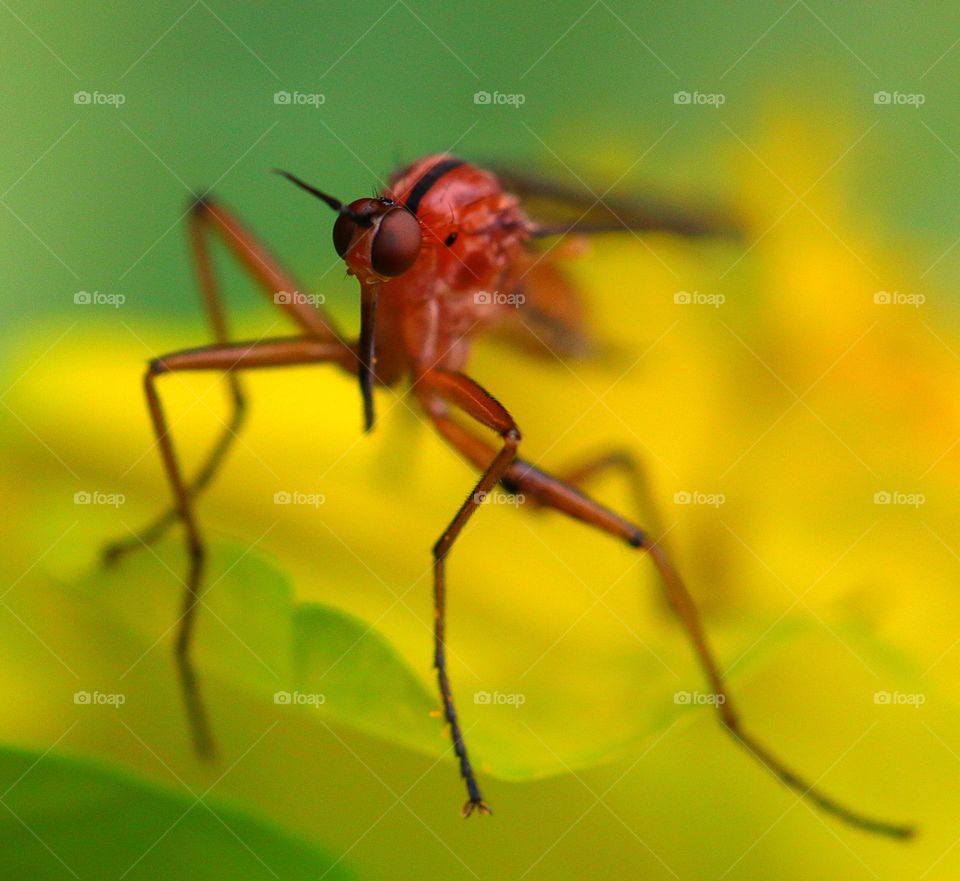 Macro eines Insektes