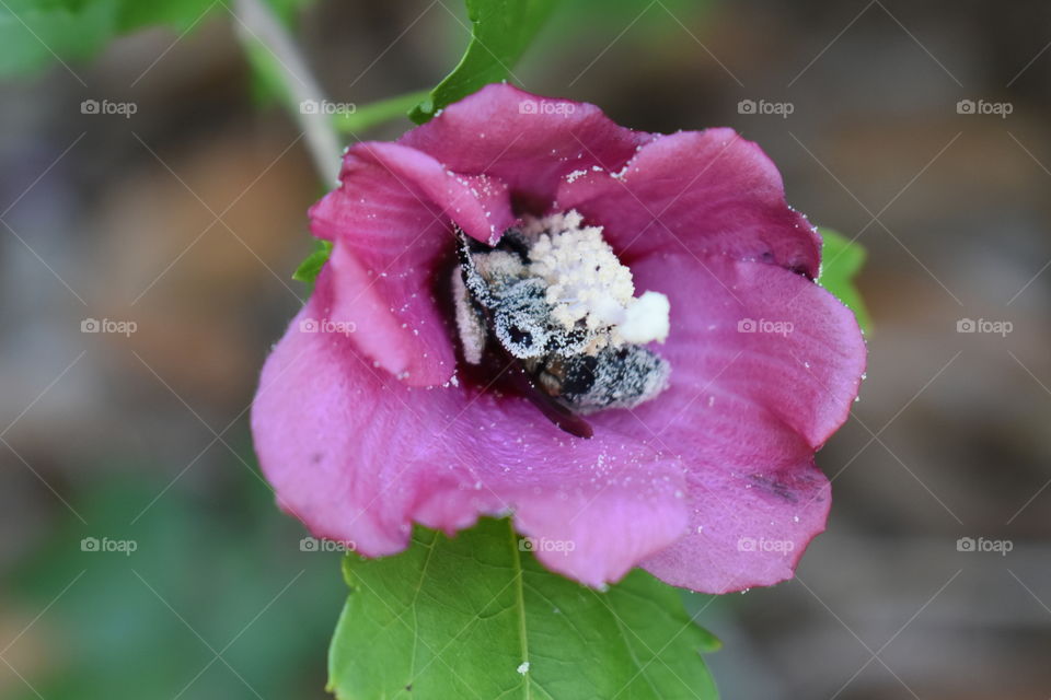 Flower with bee covered in pollen