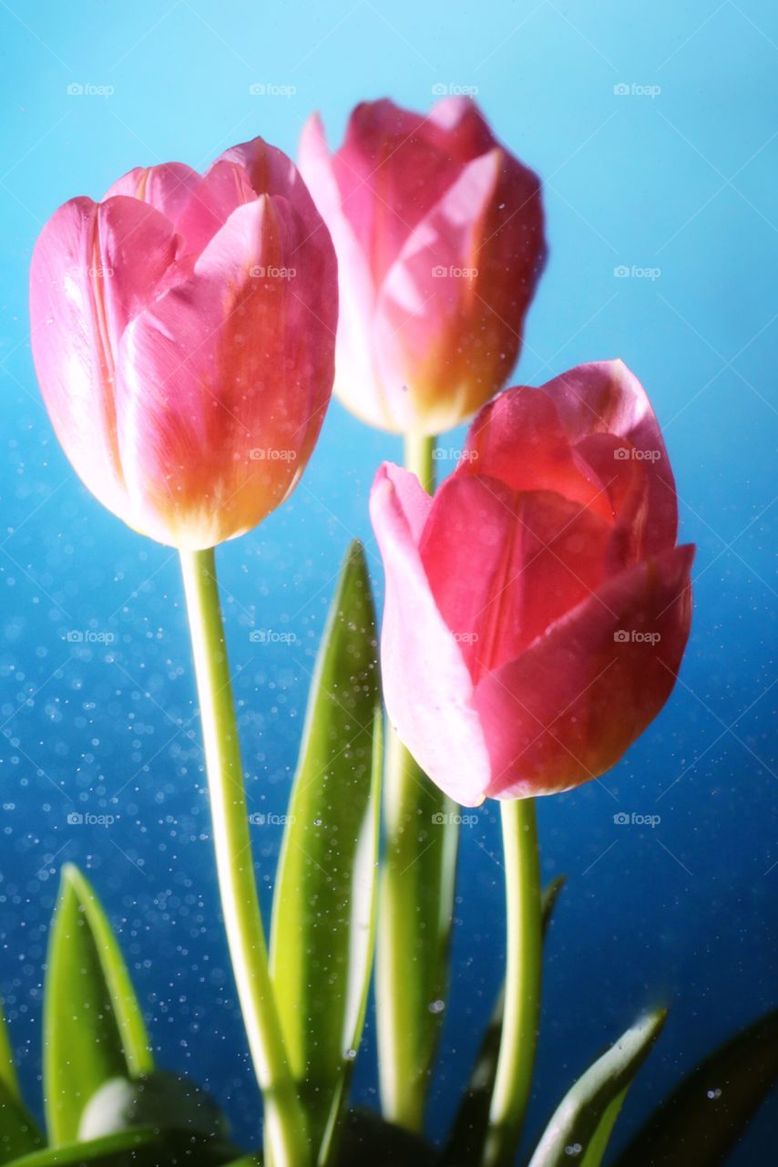 Pink tulips on blue background 