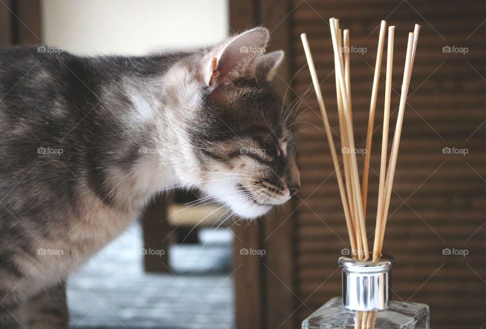 A tabby cat smelling the scented sticks