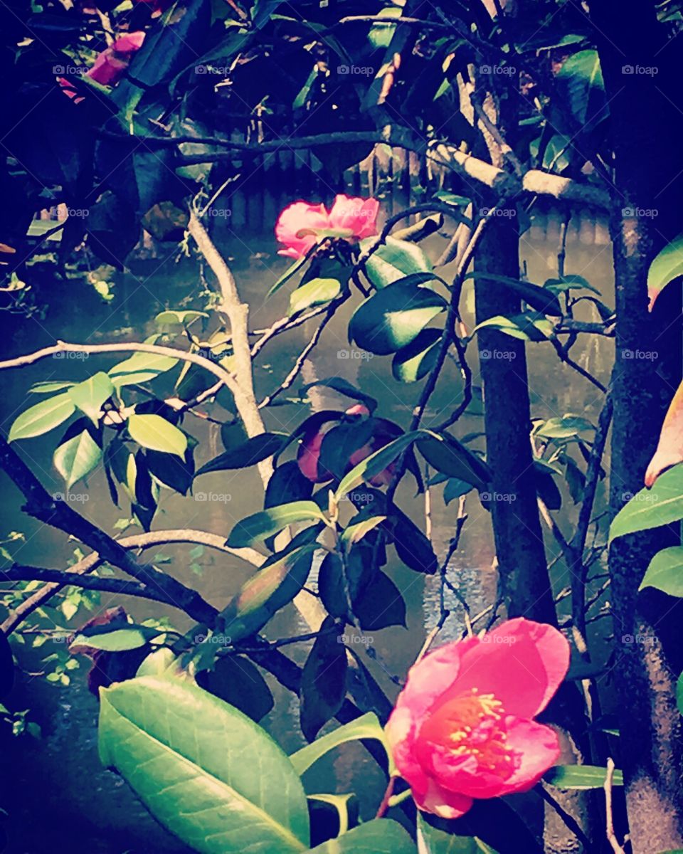 Brooklyn Botanical Garden - Flowers By A Pond - Brooklyn - New York City - New York 🌺