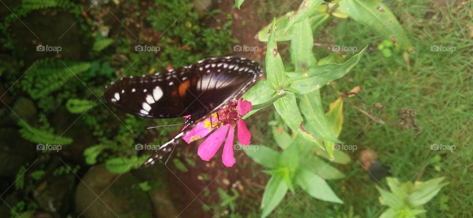Beautiful butterfly on the flower