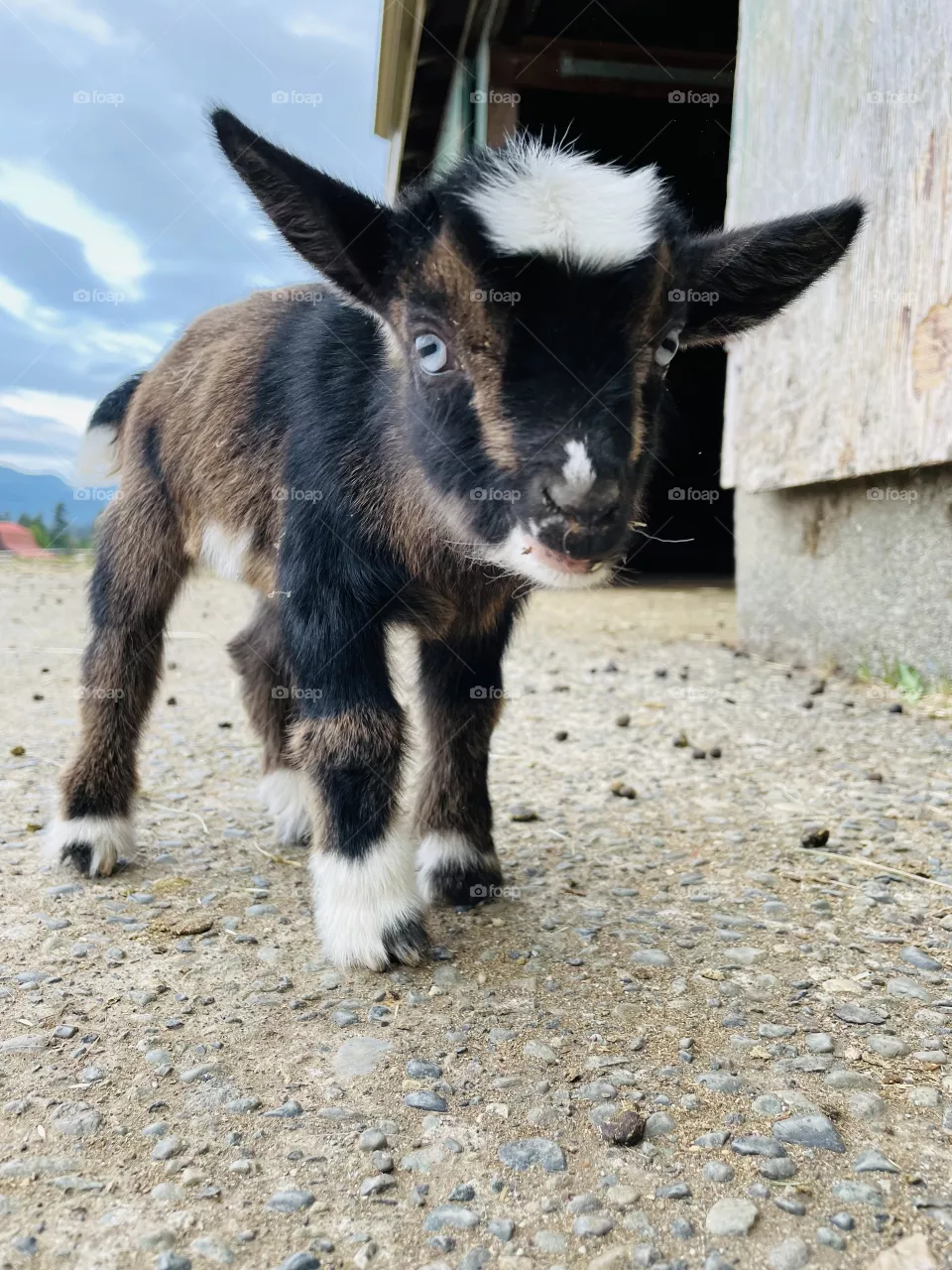 Cute goat baby
