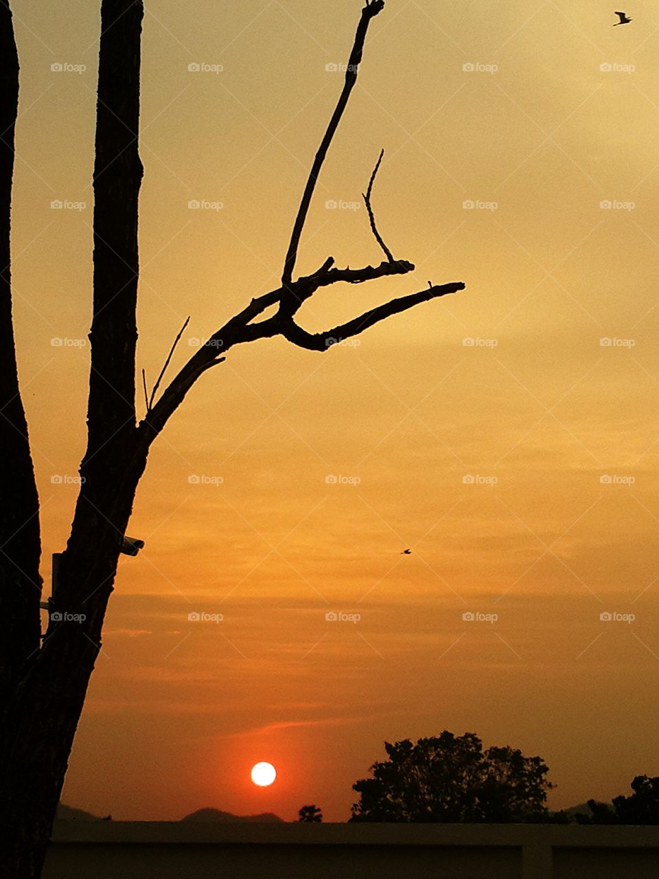 sun sunrise sunset sunlight tr. sun sunrise sunset sunlight tree