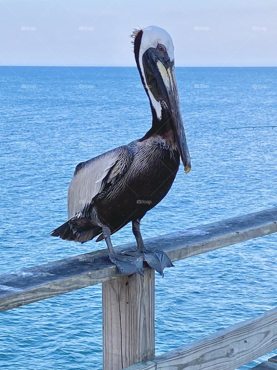 Pelican at rest on a pier 