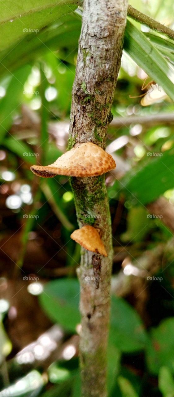 Neofavolus alveolaris, commonly known as hexagonal porous polypore, is a species of fungus in the family Polyporaceae.