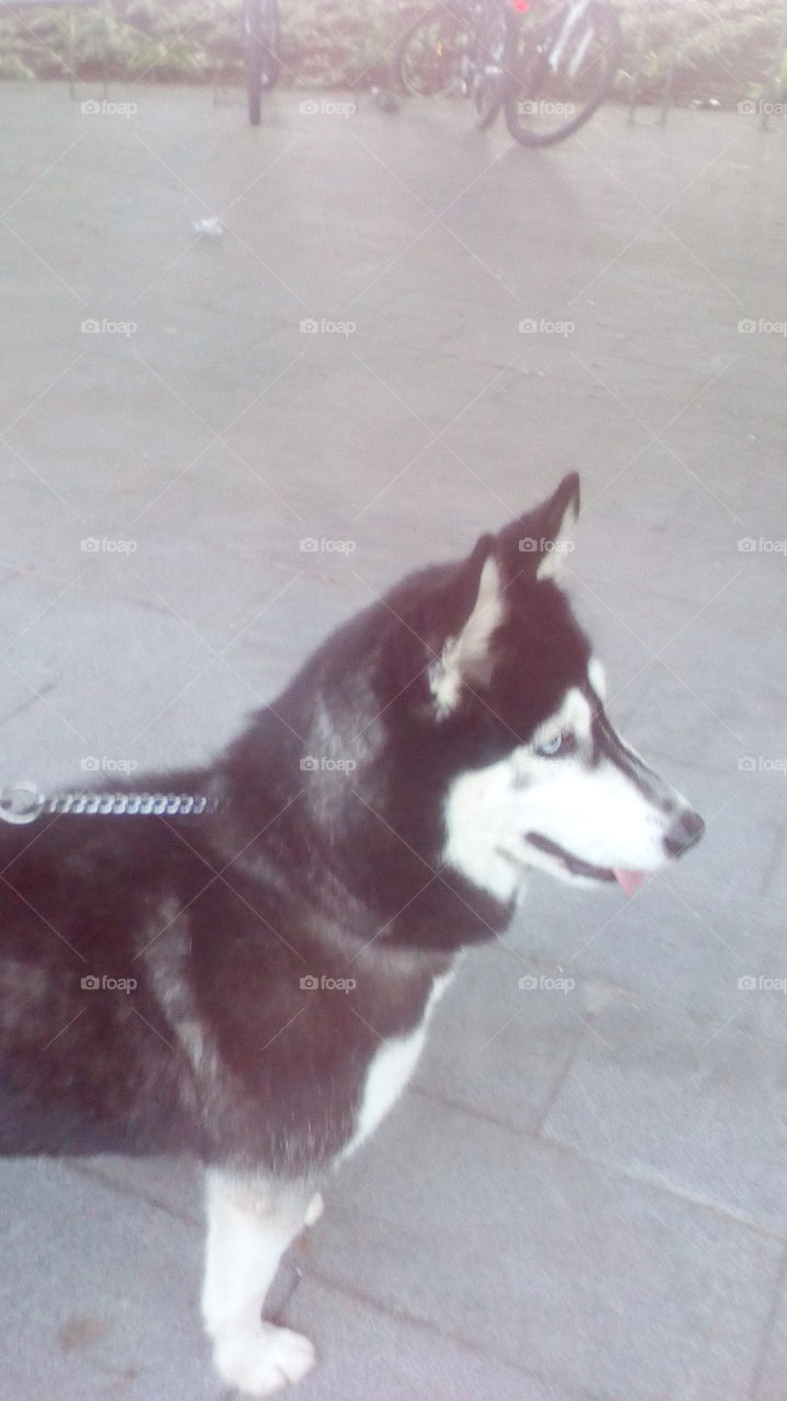 Beautiful dog hasky