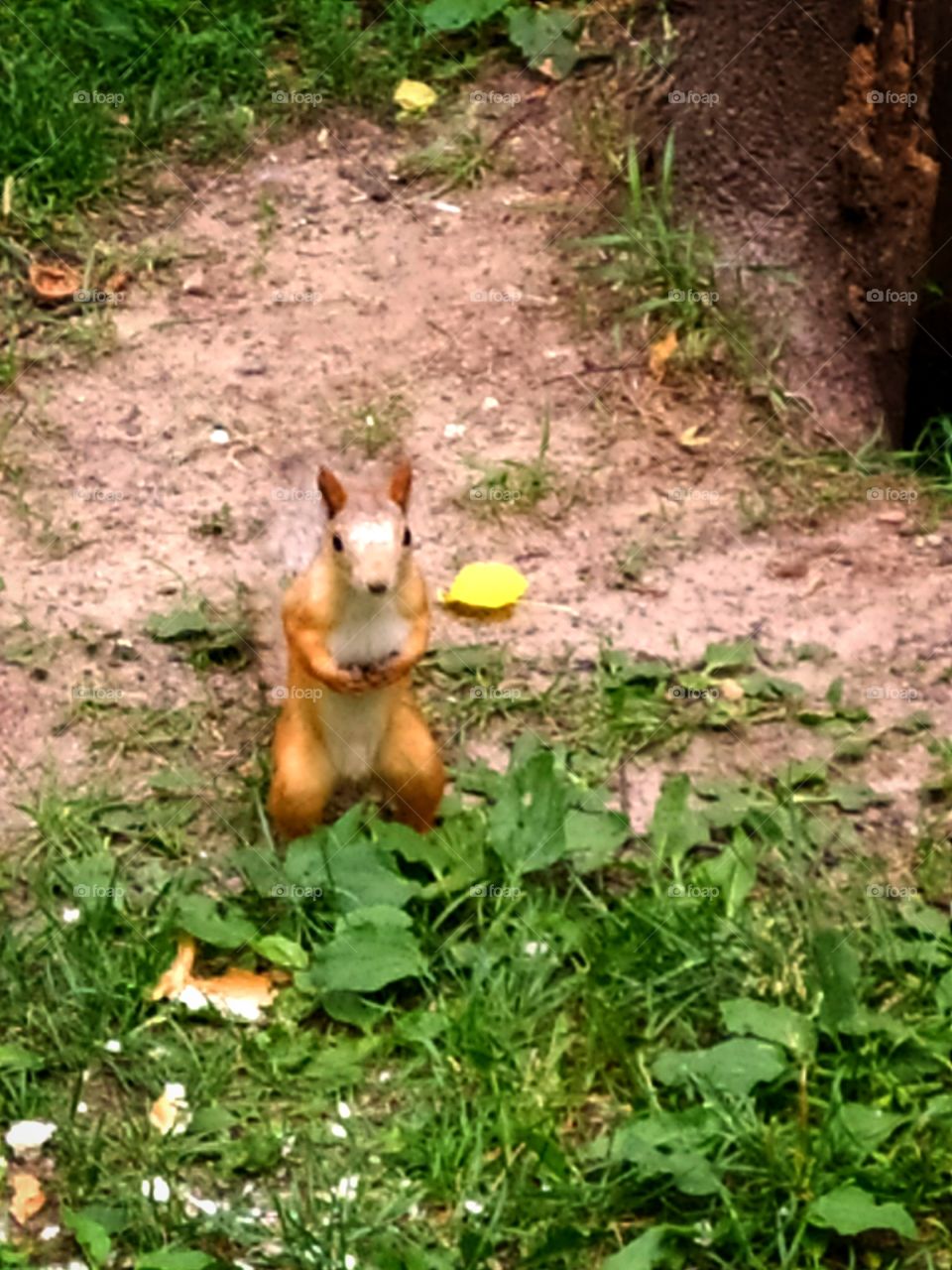 Little squirrel asks for food