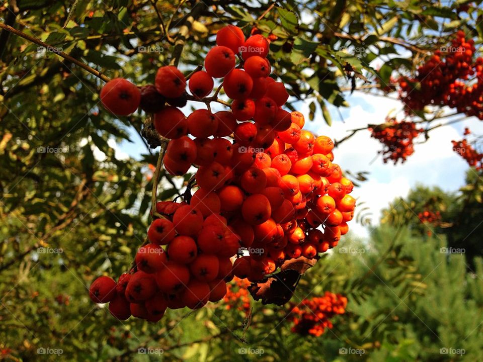 Rowanberry
