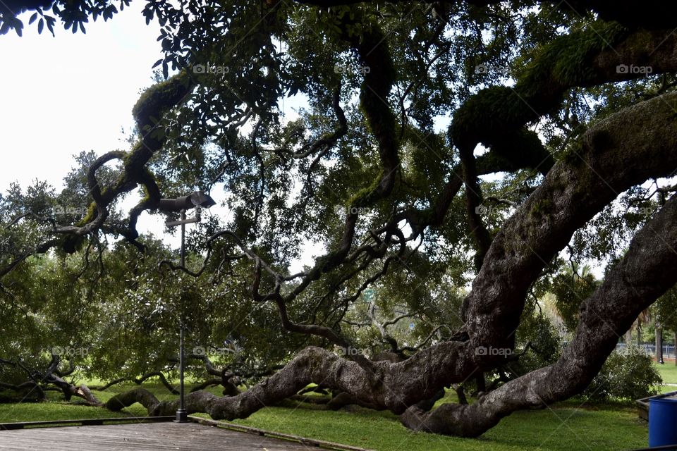 Several massive oak tree branches reaching toward the ground