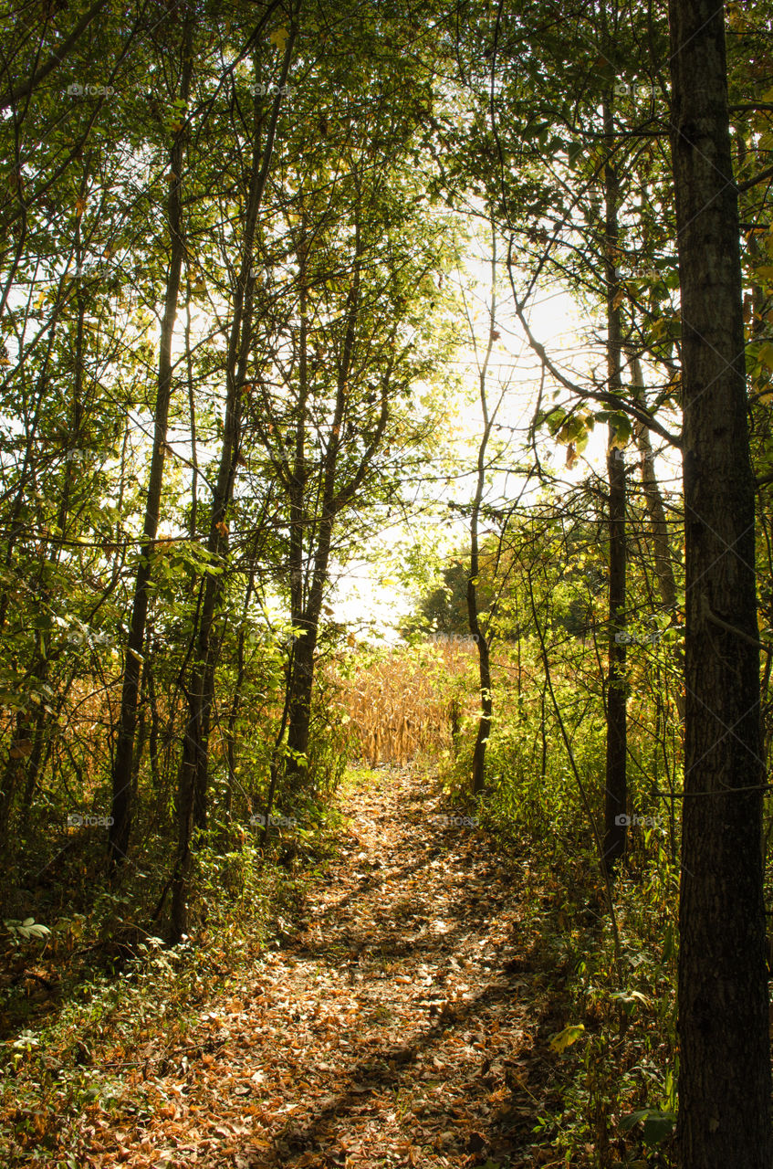 Looking out of the woods to the corn field