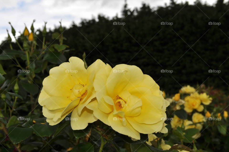 yellow nature plant roses by micheled312
