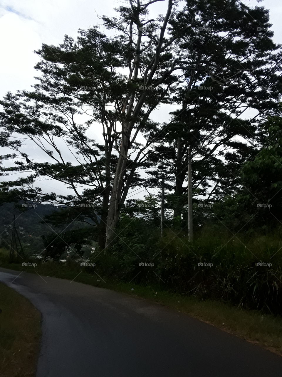 this is picture of beautiful location in Sri Lanka. big tree and road.