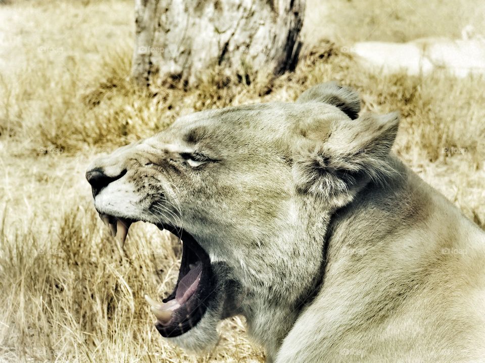 Lioness growling