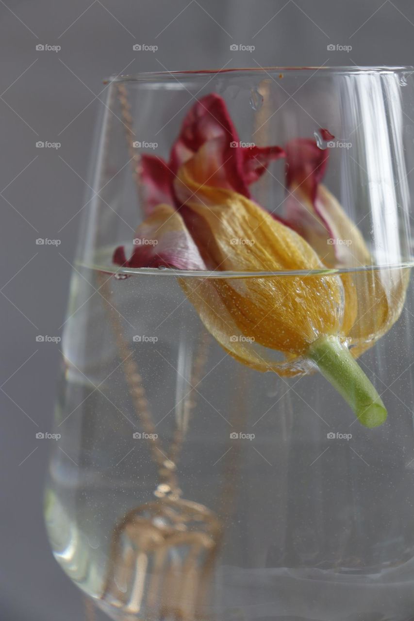 Floating tulip