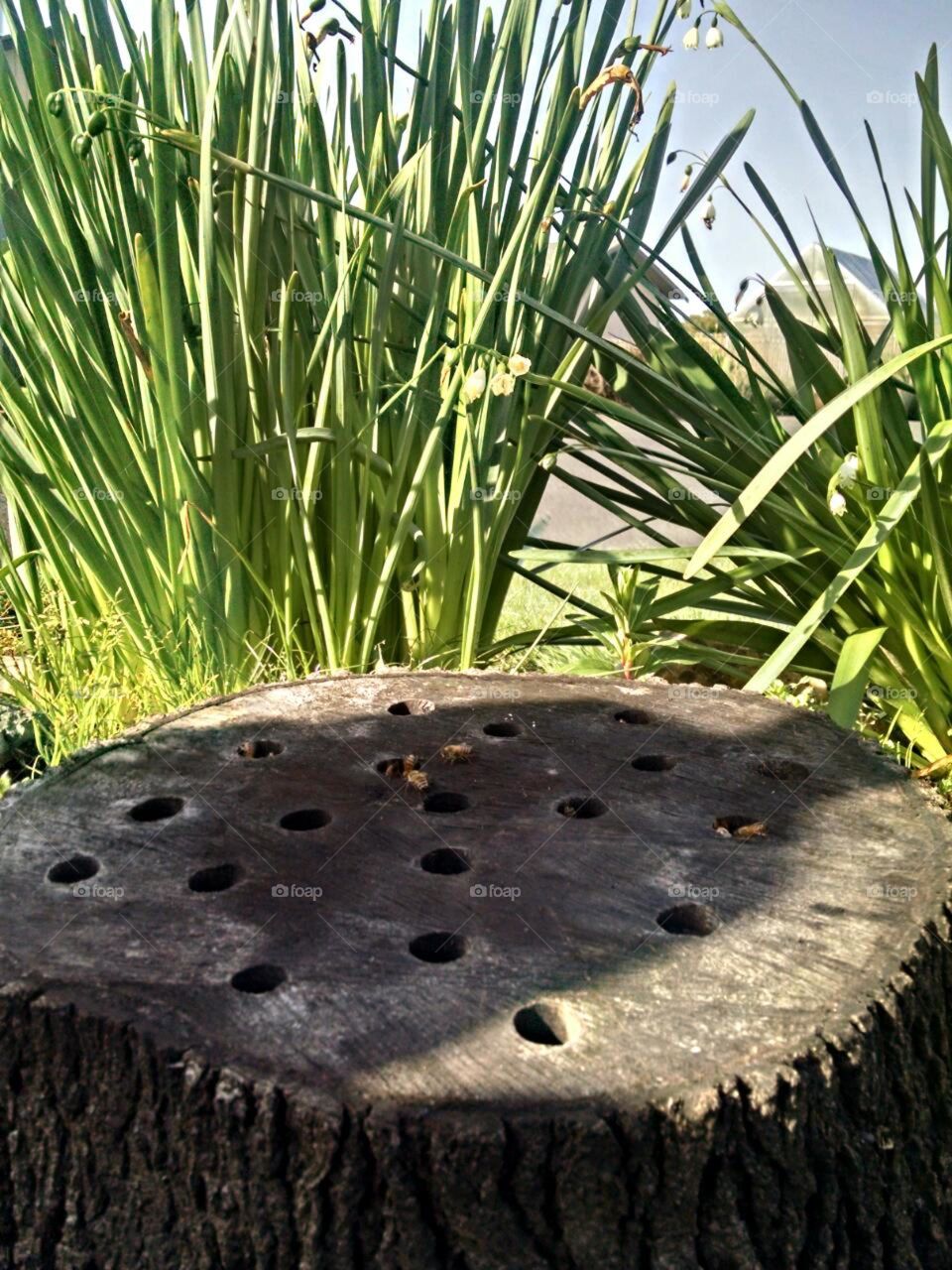 bees in stump