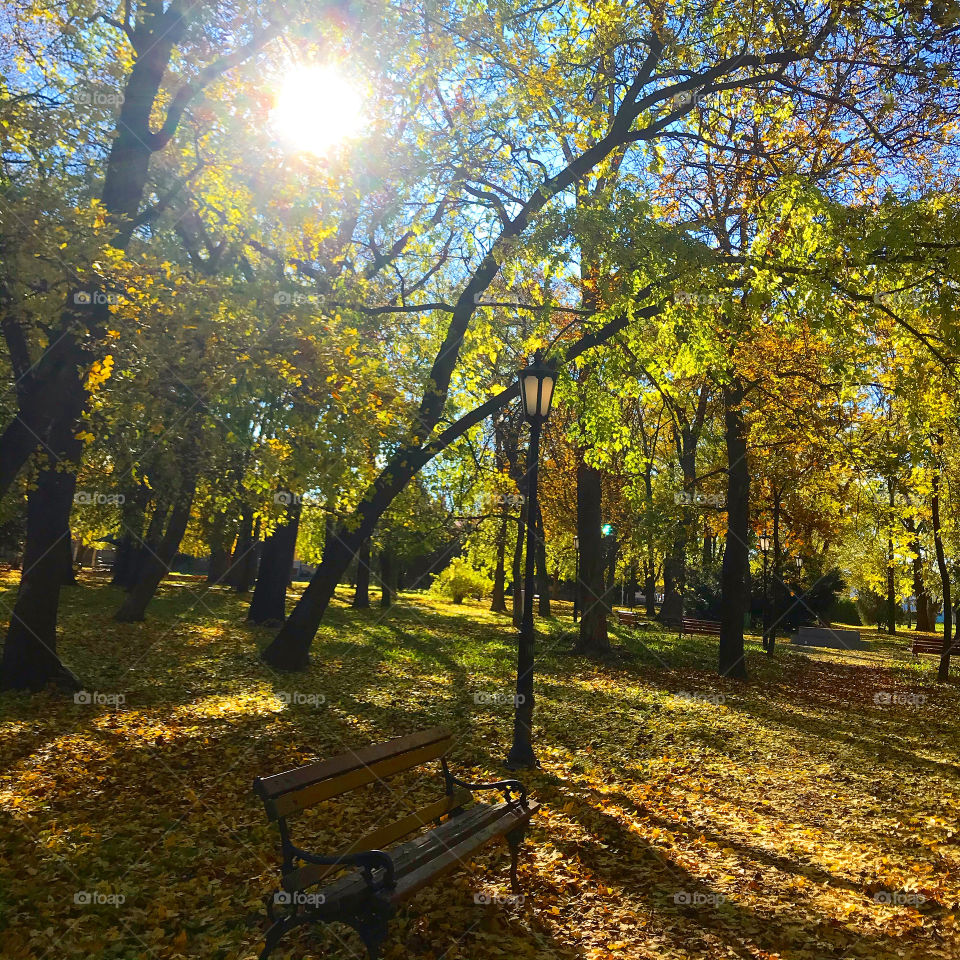Trees in the park. Trees. Tree.