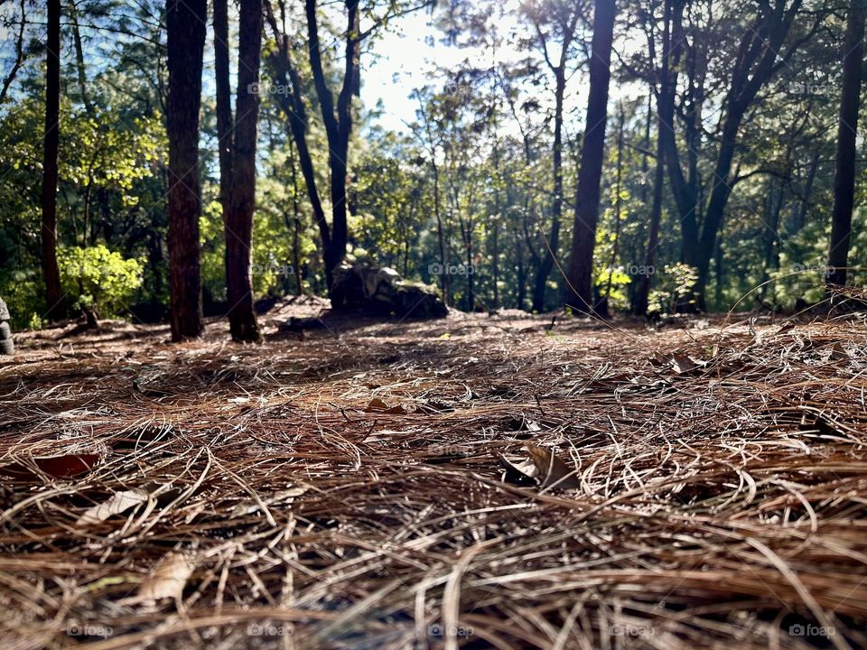 Brown leaves of pines closed up, falling on the ground in a sunny day in the forest.