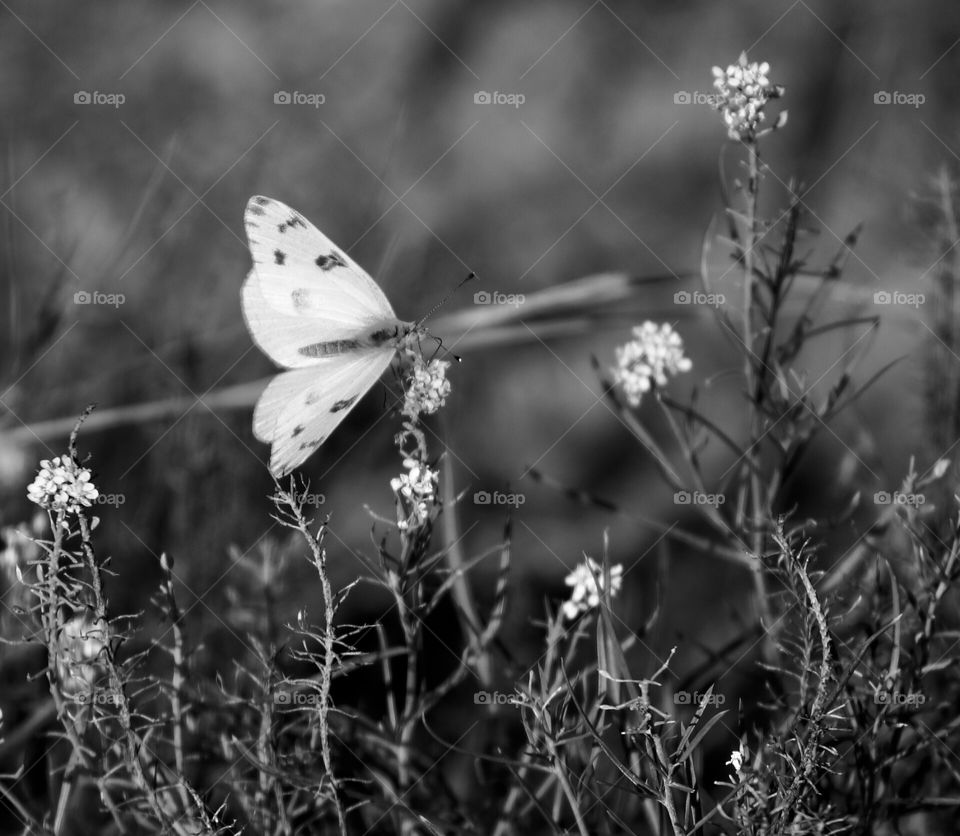 Butterfly on Flowers, B&W