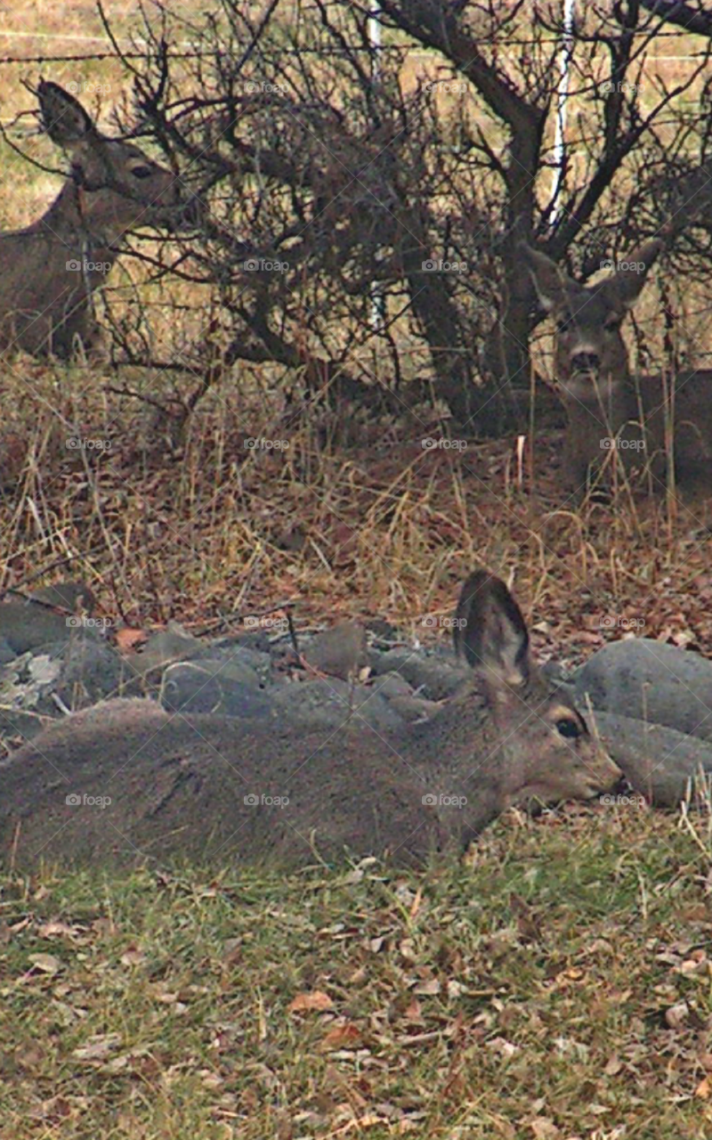 Three deer resting