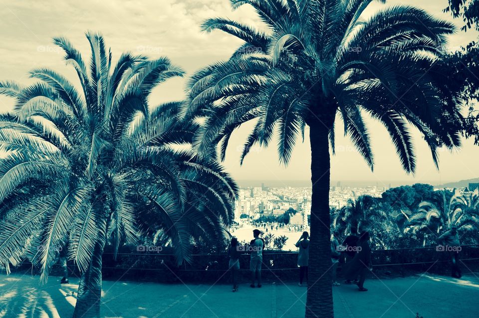 Palm trees barcelona