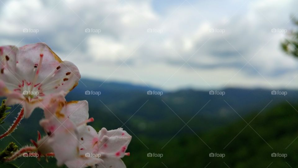 Close-up of pink flowers with the Appalachian Mountains blurred in the background in greens and blues.