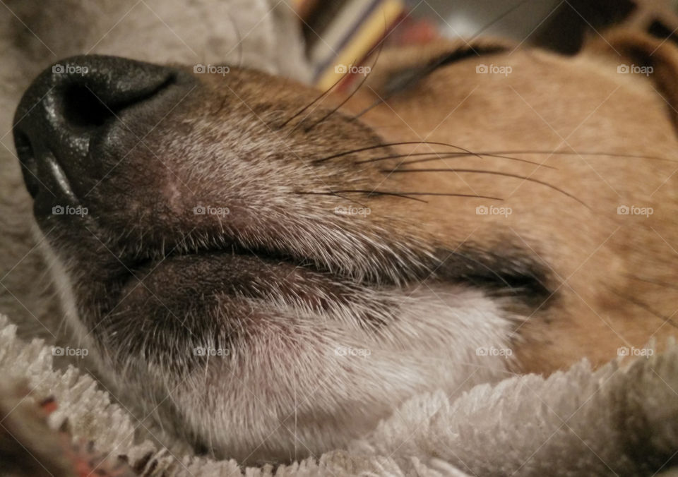 Close-up of a dog's mouth