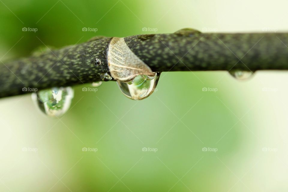 Plant with raindrops 