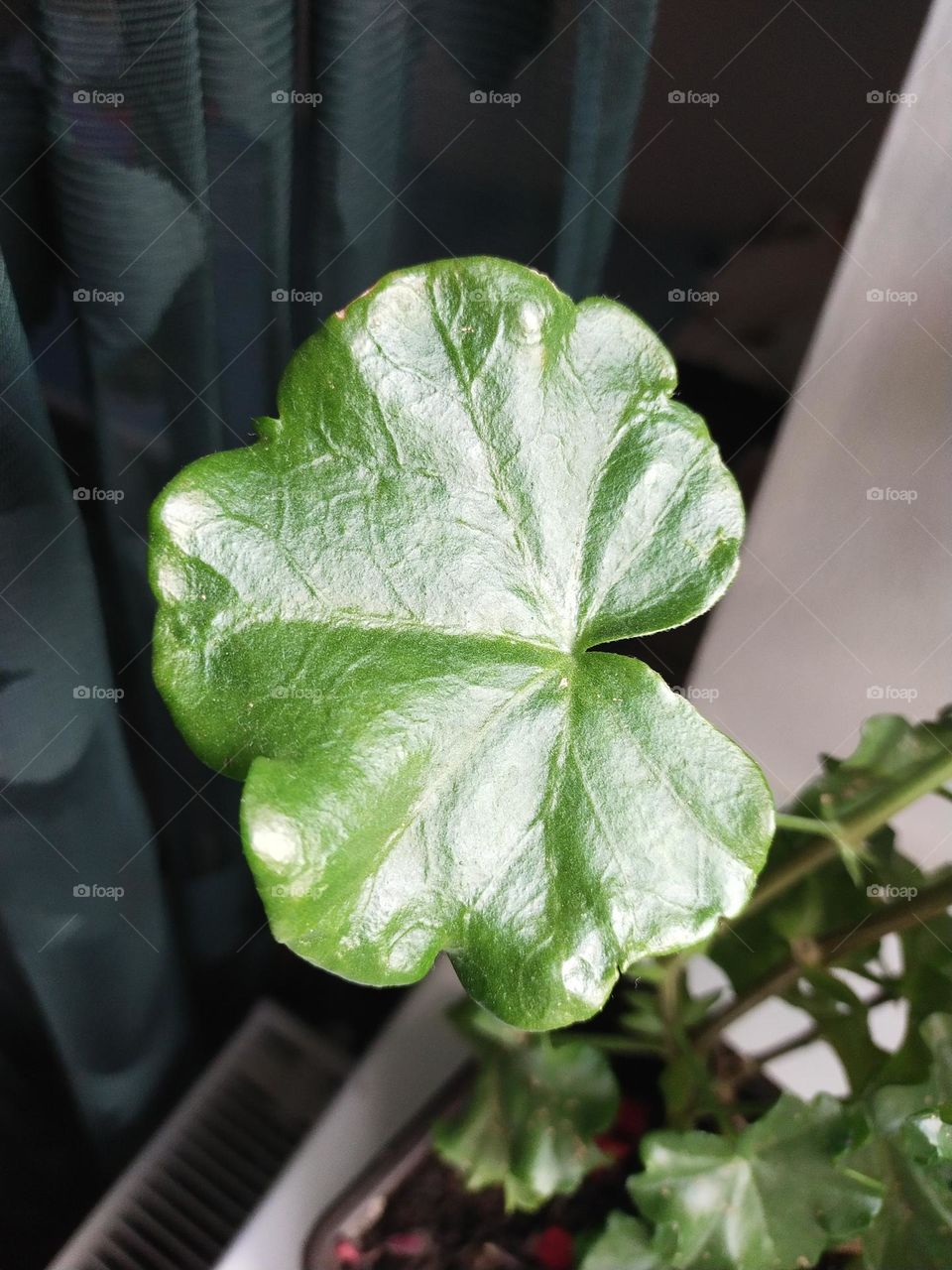 a green leaf