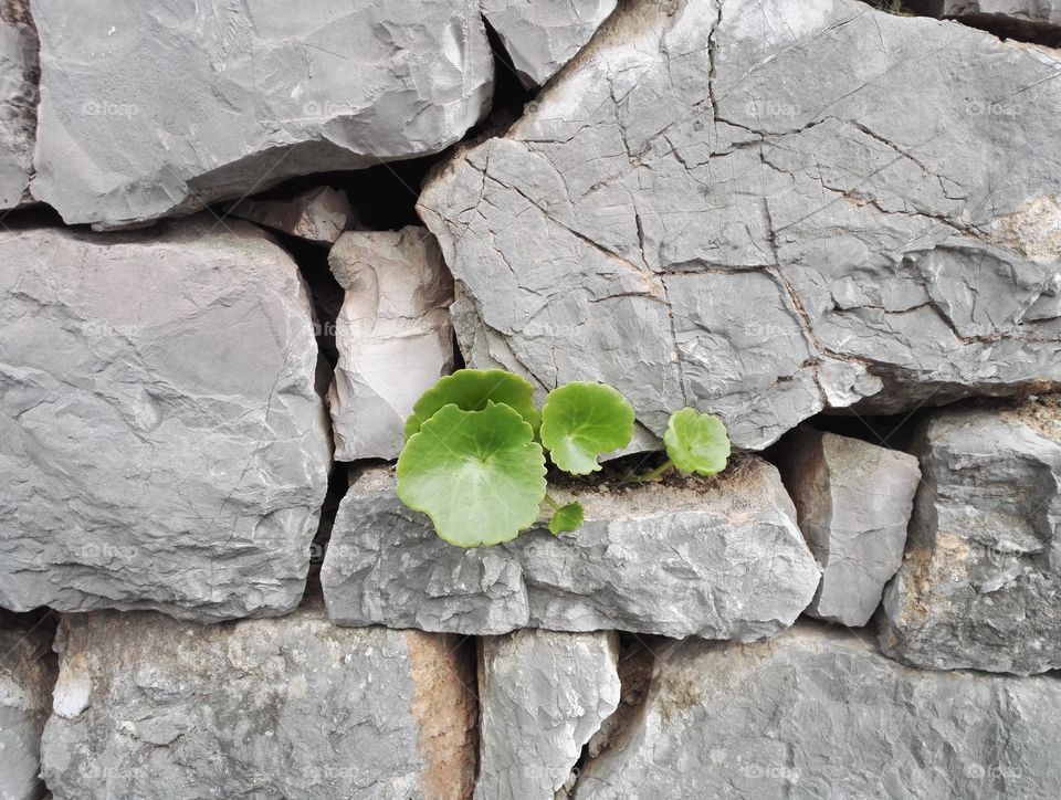 stone wall vegetation green plant