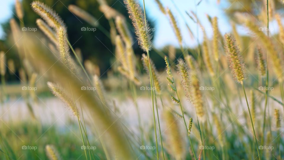 Grass
