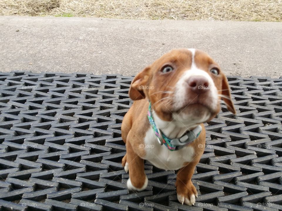 Catahoula pit bull terrier puppy mix cross sweetly looking up with green eyes blaze face and brindle coat on a Matt outside in front of door