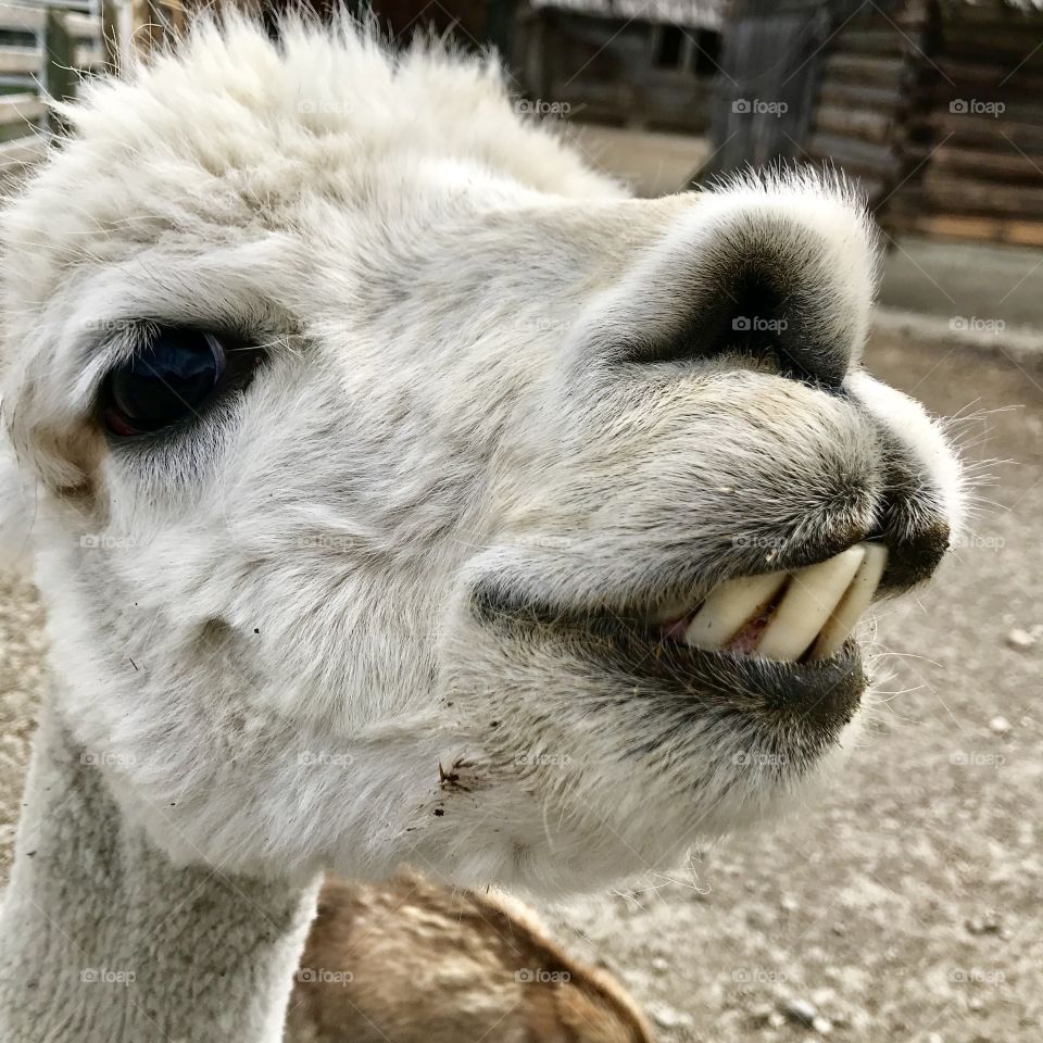 Farm llama showing teeth 