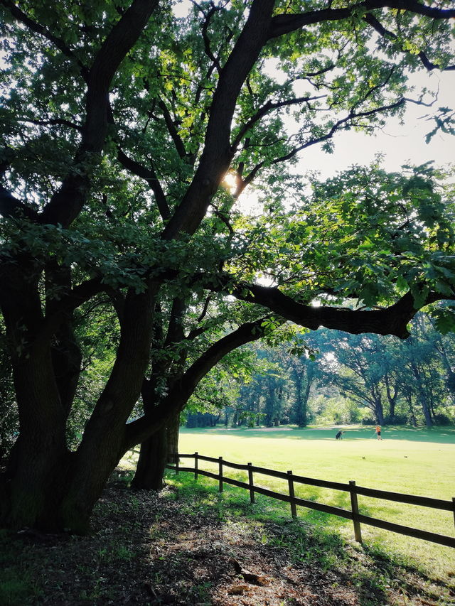 Summer in nature 🌿💚