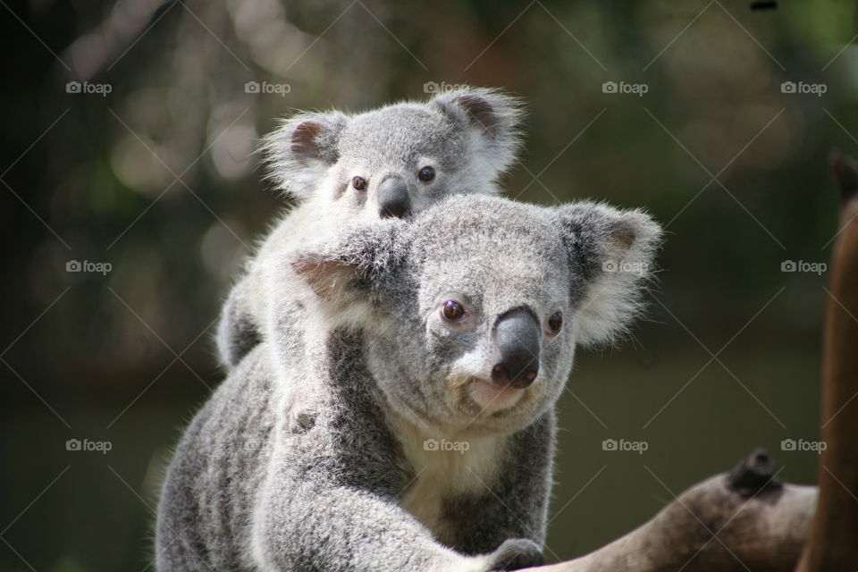 Koala piggybacking