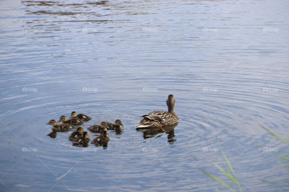 утка с утятами